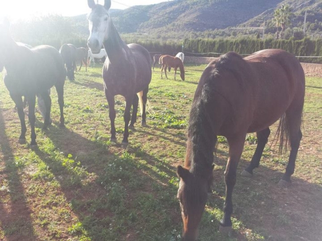 Nuestros caballos